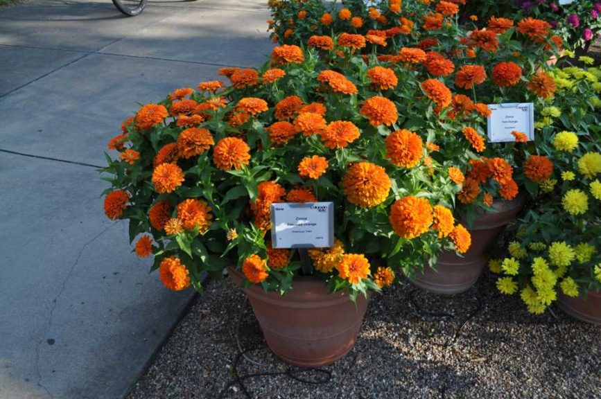 Best Zinnia (container): 'Preciosa Orange' (American Takii)