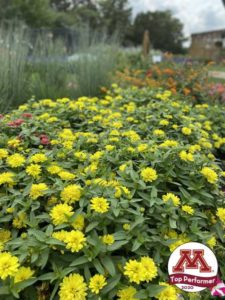 Zinnia ‘Double Zahara Yellow Improved’