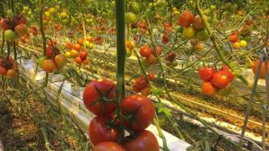 Brush Up on Your Tomato Disease Knowledge