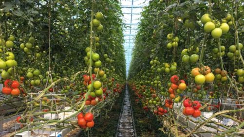 Your Guide to High-Wire Tomato Growing