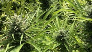 Feminized Autoflowering Cannabis for Commercial Production