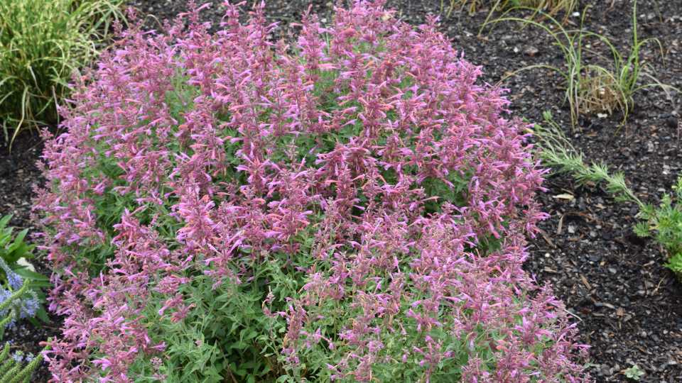 Agastache rupestris ‘Rosie Posie’