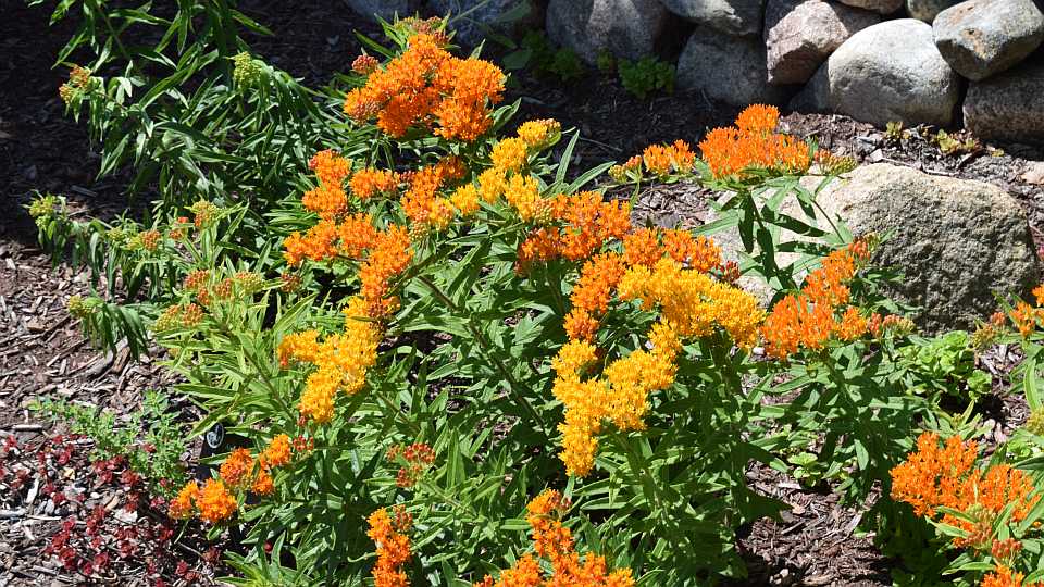 Asclepias tuberosa