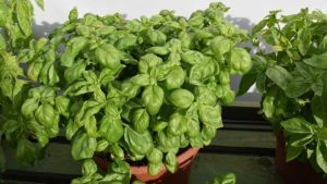 Basil ‘Pesto Party’