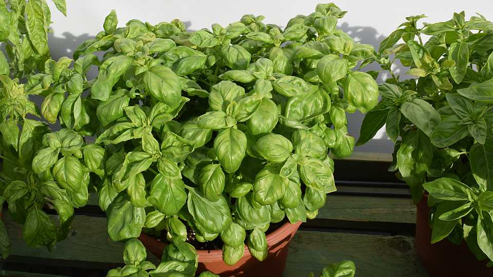 Basil ‘Pesto Party’