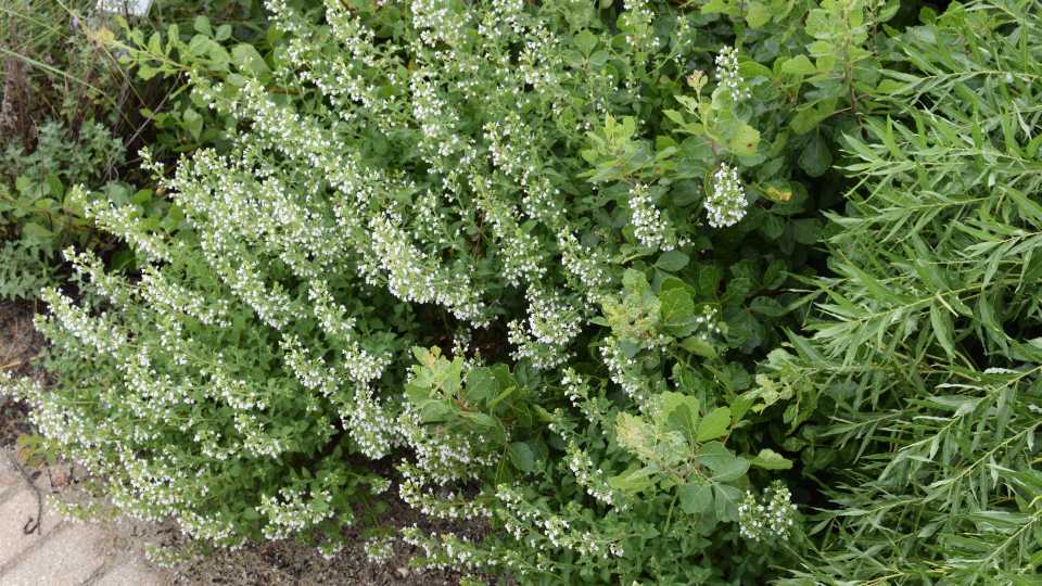 Calamintha nepeta ssp. Nepeta