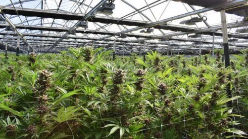 Understanding the Role of Light in Greenhouse Cannabis Cultivation