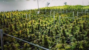Cannabis Growers’ Cost-Cutting Steps Pay Off