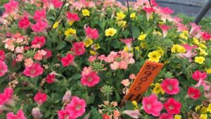 Top Performers From Penn State 2020 Flower Trials