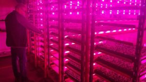 5 Tips to Improve Indoor Propagation of Cuttings and Tissue Culture Plants