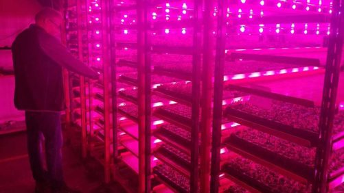 Ways Utility Companies Are Incentivizing Greenhouse LED Installation