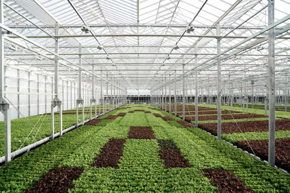 Leading Leafy Greens Grower Nets New Wave Of Funding Greenhouse Grower