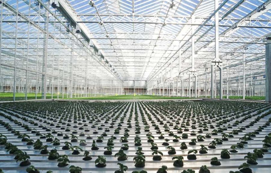 Gotham Greens opens new high-tech greenhouse in Providence, Rhode