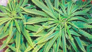 University of Florida Adds Course on Production of Medicinal Plants