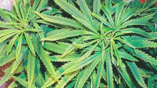 University of Florida Adds Course on Production of Medicinal Plants