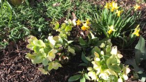 Hellebores and Jetfire Narcissus