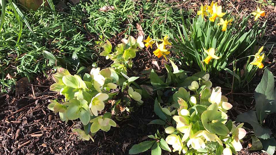 Hellebores and Jetfire Narcissus