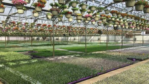 Brush Up on Your Greenhouse Lighting Knowledge With These Courses