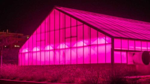 Pink Light Coming Soon to a Greenhouse Near You