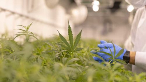 Tips on Maintaining Compliance in Your Cannabis Greenhouse