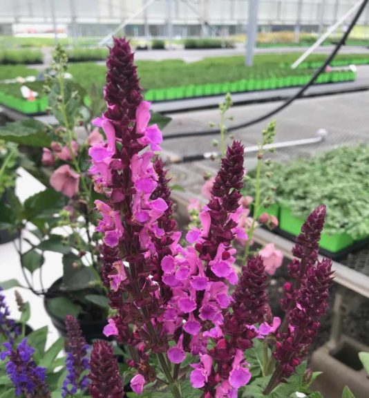 Salvia 'Rose Marvel'