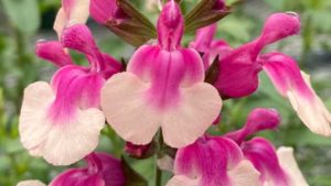 Top Performers From Welby Gardens’ 2020 Variety Field Trials