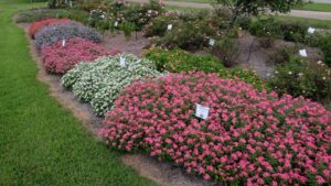 Plants That Proved Resilient at Louisiana State University Variety Trials