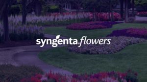 Syngenta Boosts Begonia Business Through New Collaboration