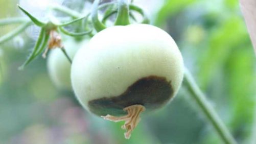 Battling Blossom-End Rot in Tomatoes