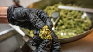 An Update on Cannabis Trimming Technology