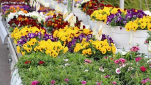 Online Marketing Trends for the Floral Industry in 2022
