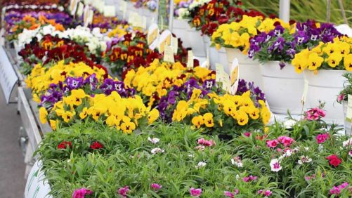 How to Keep Up With the Shifting Nexus of Plant Retail