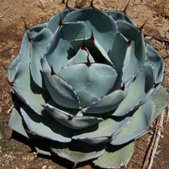 Agave parryi var. truncata (Rancho Tissue Technologies)