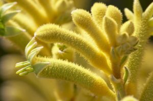 Anigozanthos Kanga Yellow (Green Fuse Botanicals)