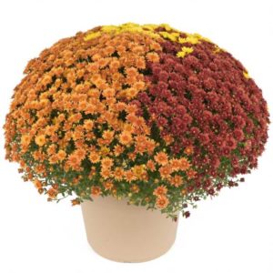 Beverly Bright Penny Mix (Syngenta Flowers)