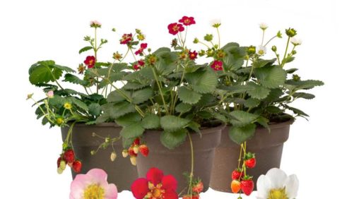 Bushel and Berry Debuts Three New Strawberries