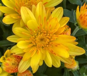 'Cracklin’ Red and Yellow' (Ball Mums)
