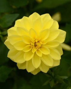 Dahlia Dalaya Yellow (Selecta One)