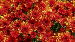 Ball Mums New Catalog Now Available