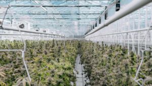 North America’s Largest Cannabis Growers for 2021