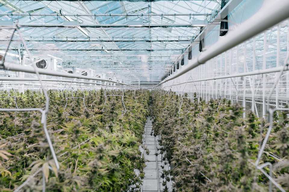 Exclusive tour of the only federal weed farm in America