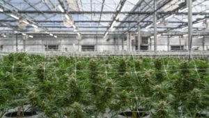 How To Make Your Cannabis Facility More Resource Efficient