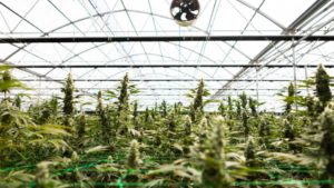 How One Cannabis Grower Is Keeping Things Sustainable