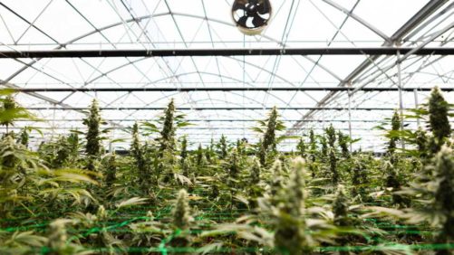 How One Cannabis Grower Is Keeping Things Sustainable