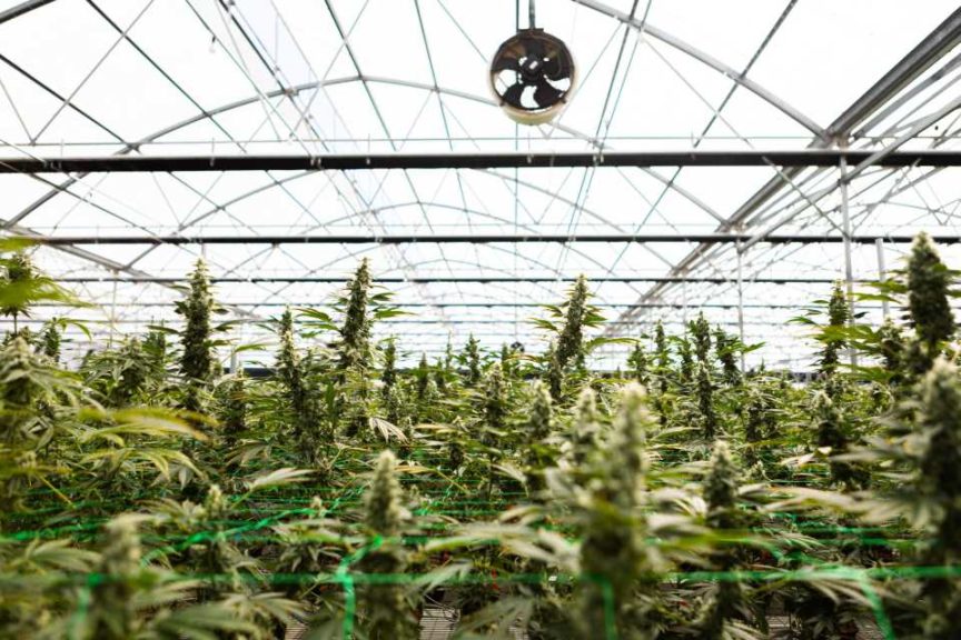How Two Cannabis Growers Are Building for the Future - Greenhouse Grower