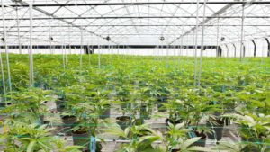 California’s Largest Greenhouse Cannabis Grower Finalizes Latest Expansion