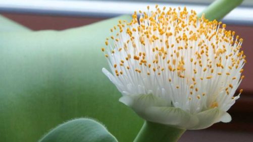 What Scientists Did To Create a Paintbrush Lily Masterpiece