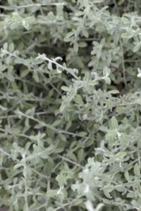 Helichrysum Silverstar (Westhoff Flowers)