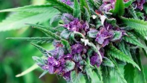 Hemp Breeders to Partner on Production of Hemp Clones