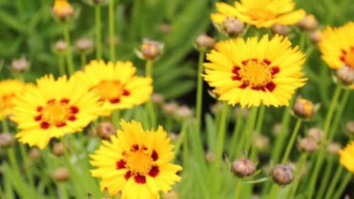 Central Garden and Pet Acquires Hopewell Nursery